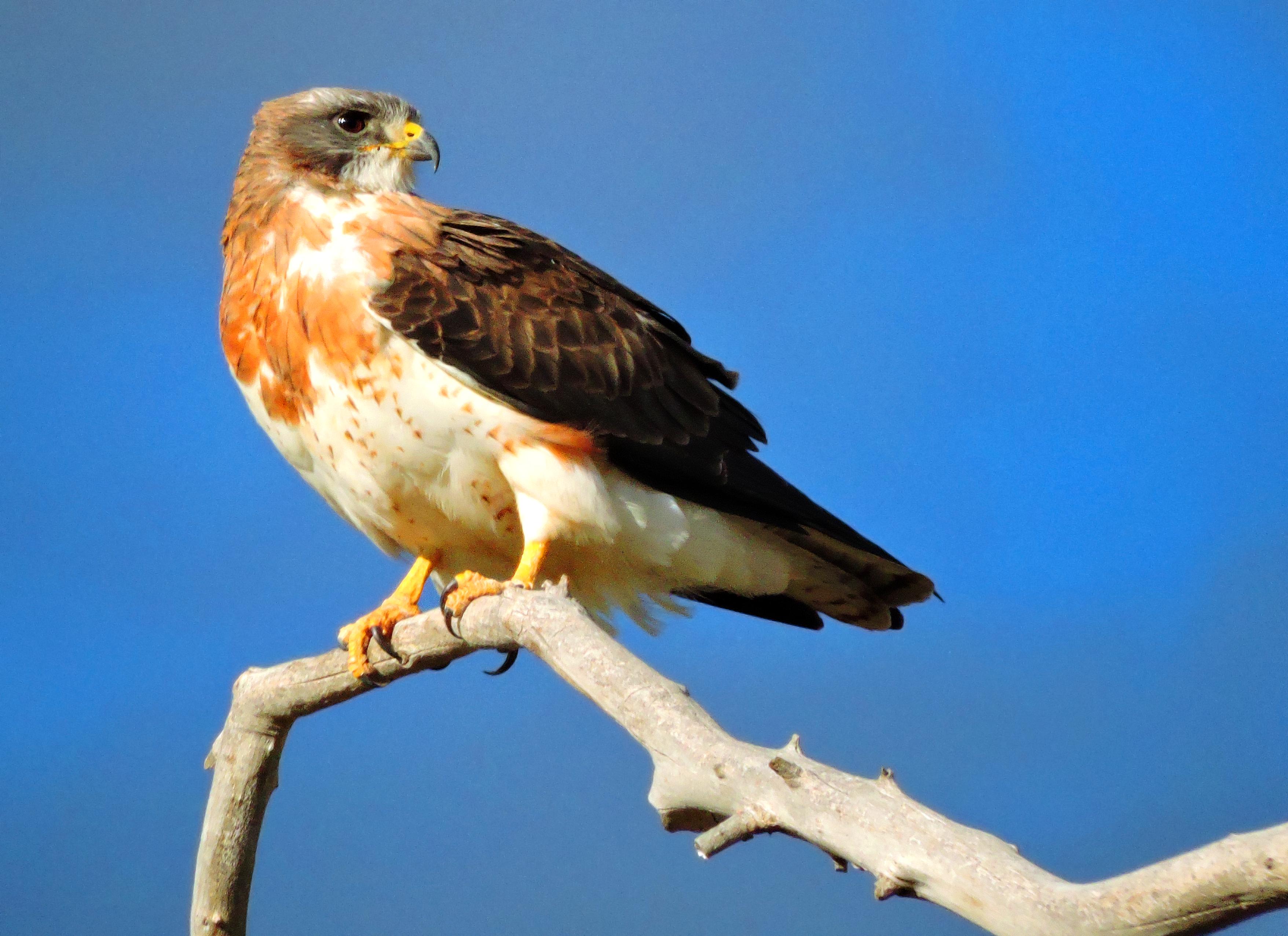 Swainson's hawk (NPS)