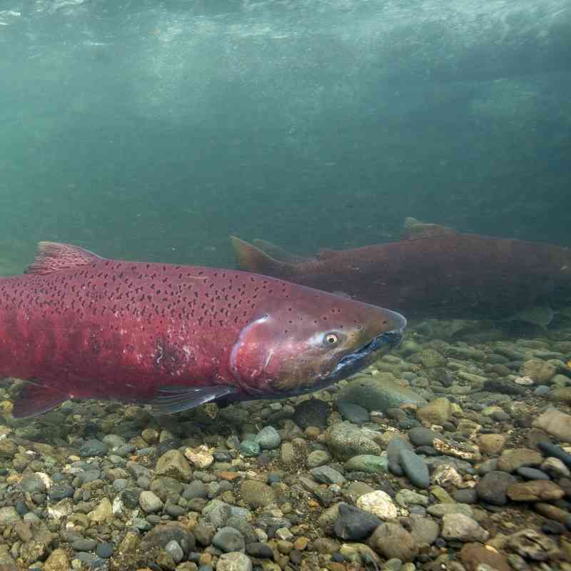 Chinook Salmon make their way up ship creek to spawn.