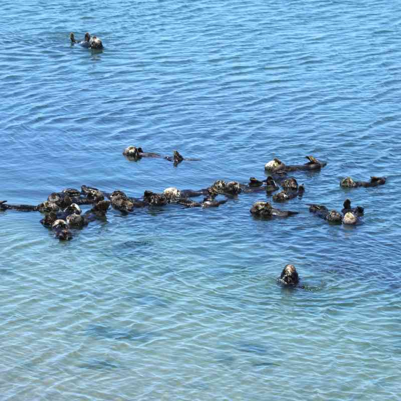 Southern sea otters float at Moss Landing, California.