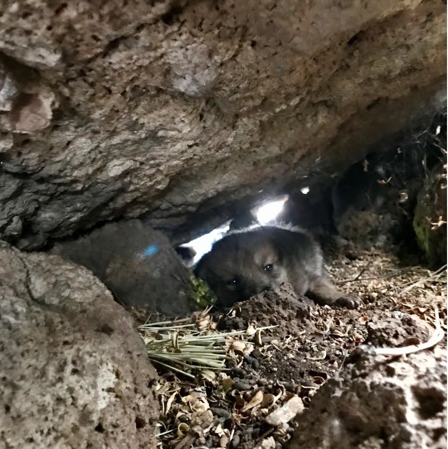 Mexican gray wolf pup 