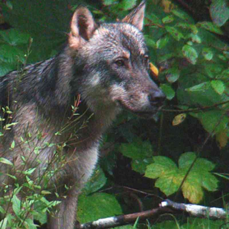 Rainforest Wolf Tongass Sam Catron