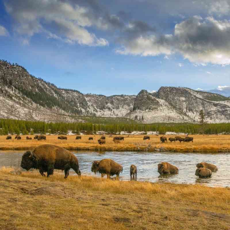 Bison crossing river in Yellowstone
