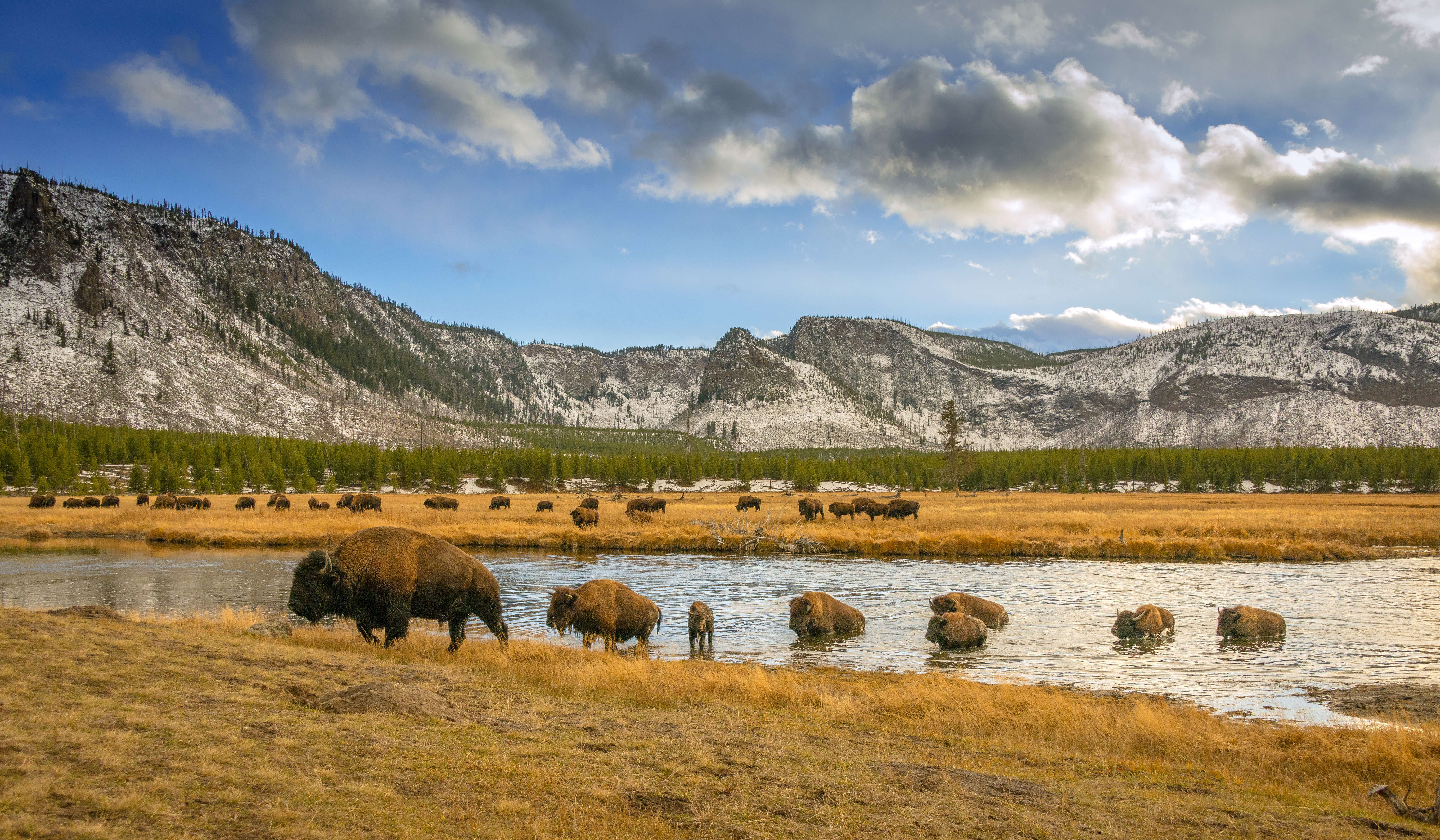 Bison crossing river in Yellowstone