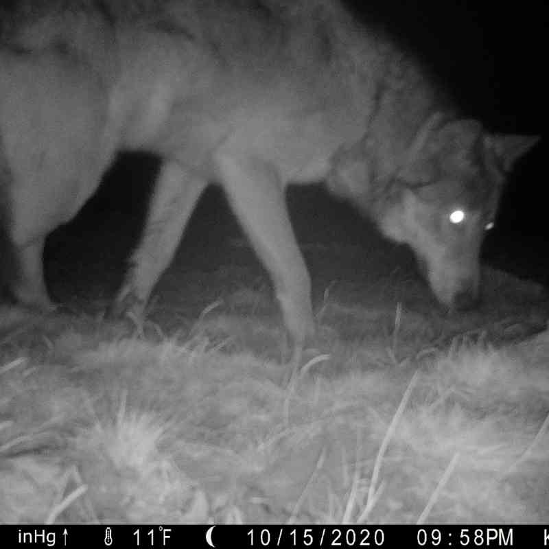 Gray wolf caught on camera trap sniffing