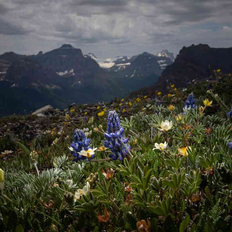 Biodiversity in Glacier National Park's Alpine region