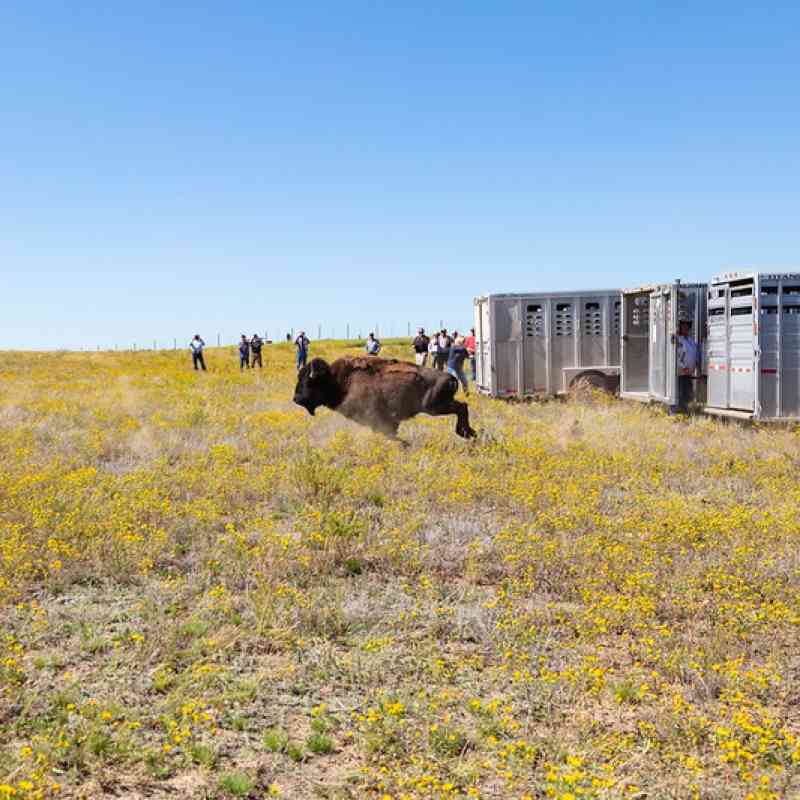 Yellowstone bison released at Ft. Peck Reservation