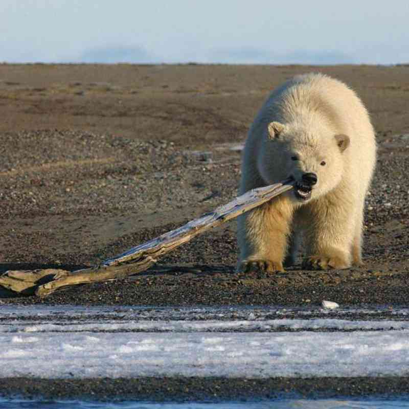 Polar bear dragging stick in Alaska