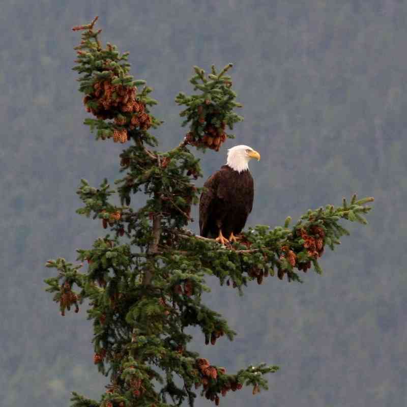 Bald eagle sitting at the top of an evergreen tree