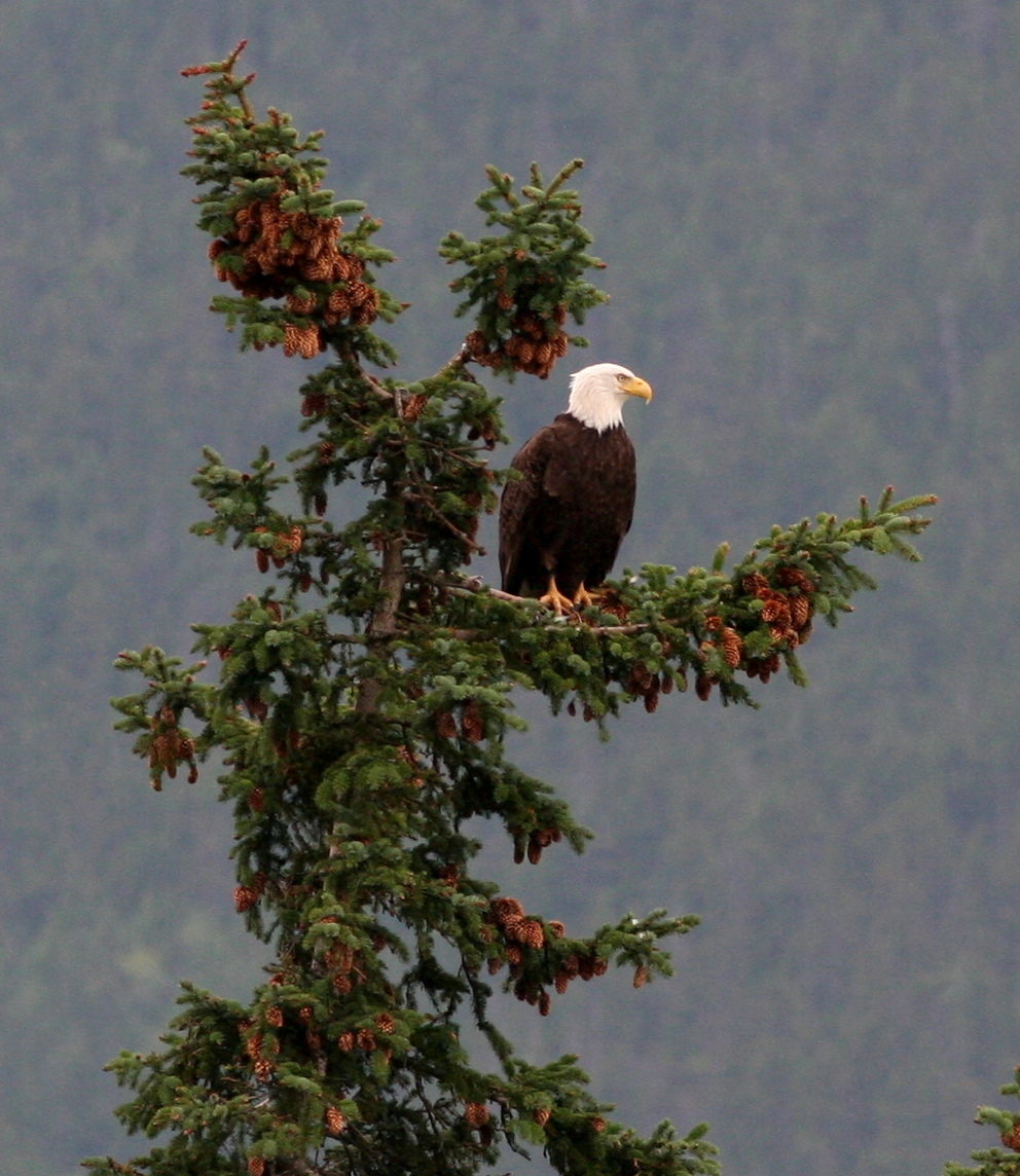 Bald eagle sitting at the top of an evergreen tree