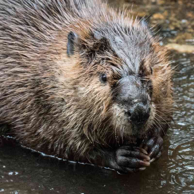 Two beavers in water