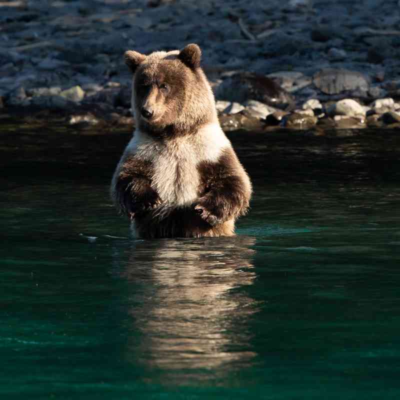 A brown bear cub looks for fish in the Kenai River
