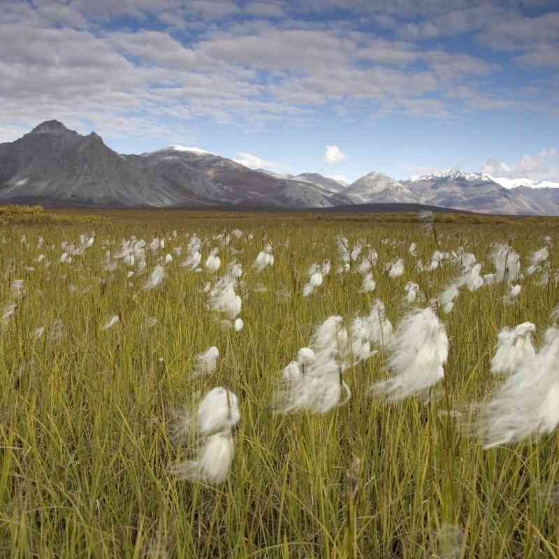 Arctic National Wildlife Refuge landscape