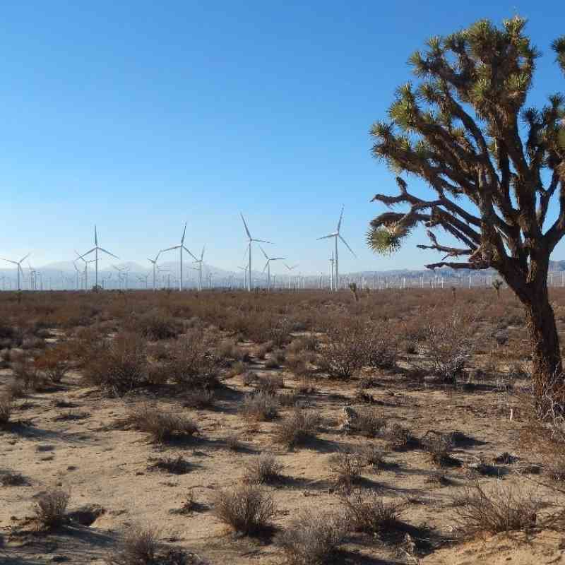 Joshua tree in front of wind farm - California Desert