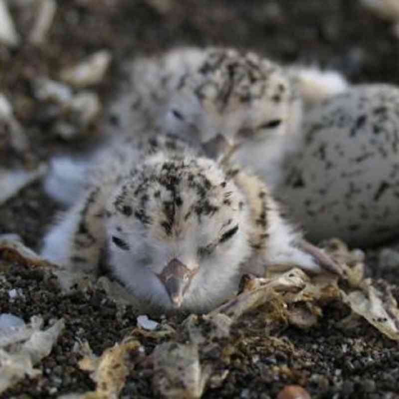 western snowy plover chicks and egg