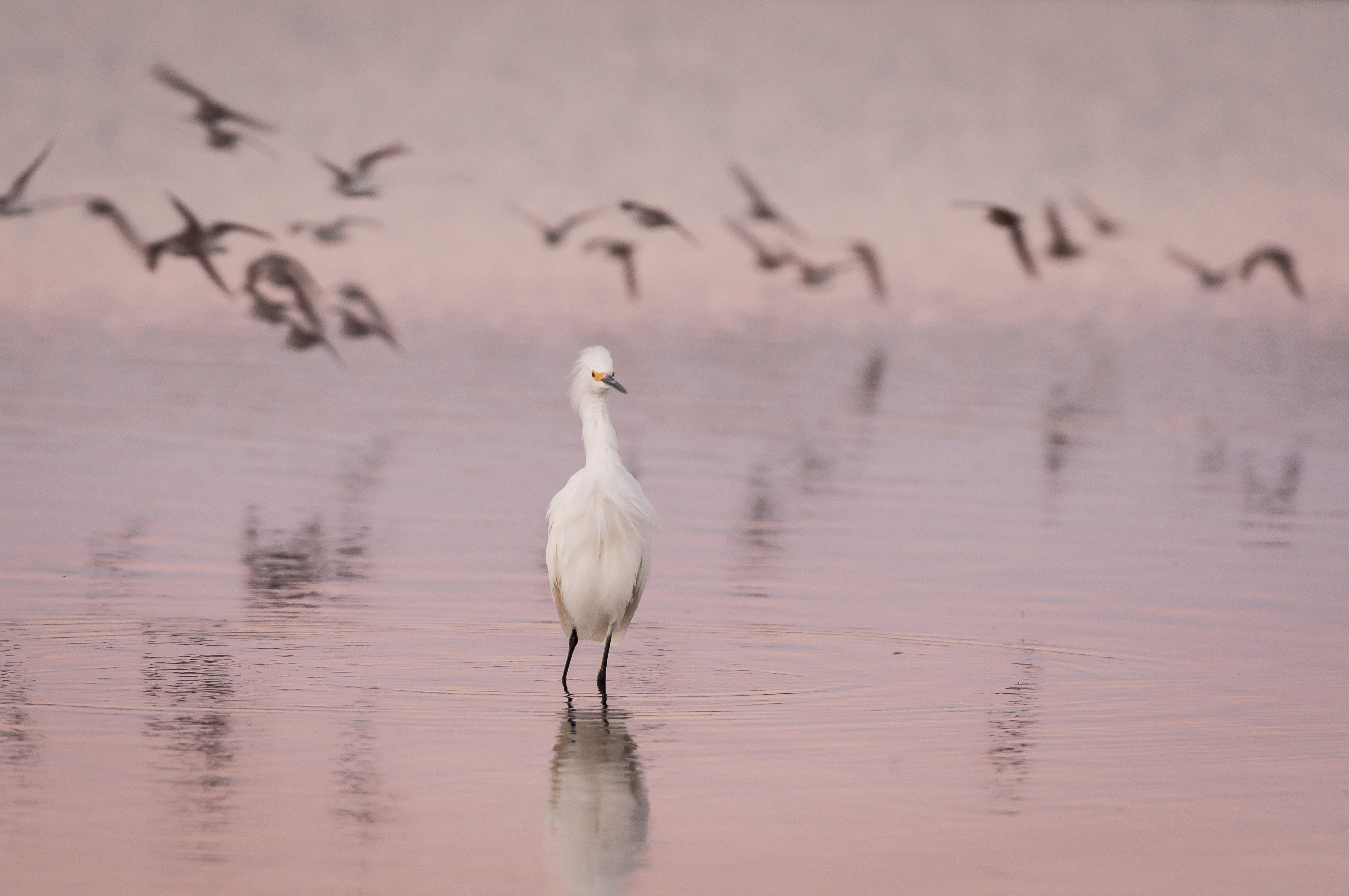 Snowy Egret wading with flying birds in background