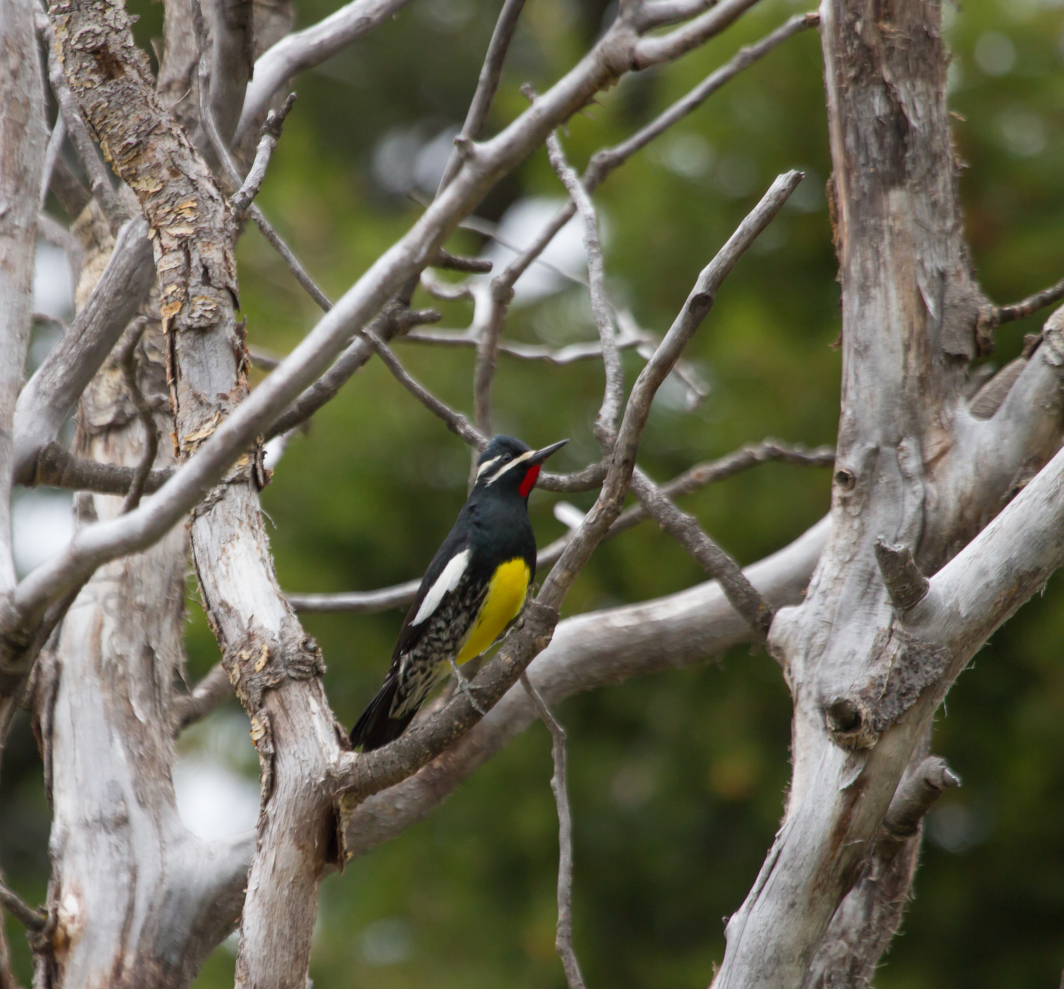 Williamson’s Sapsucker on a branch