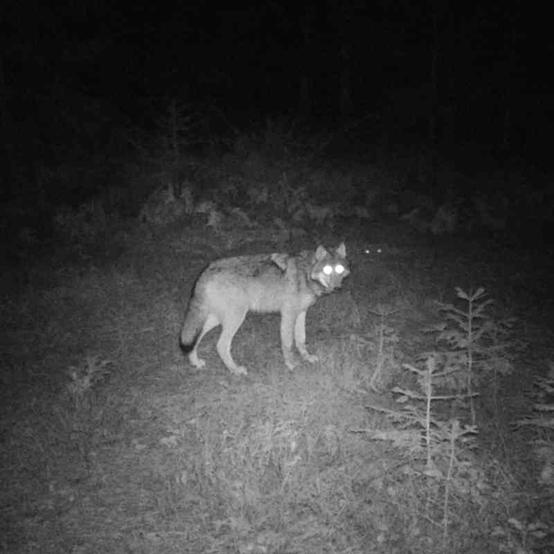 Adult wolf looks at trail camera at night