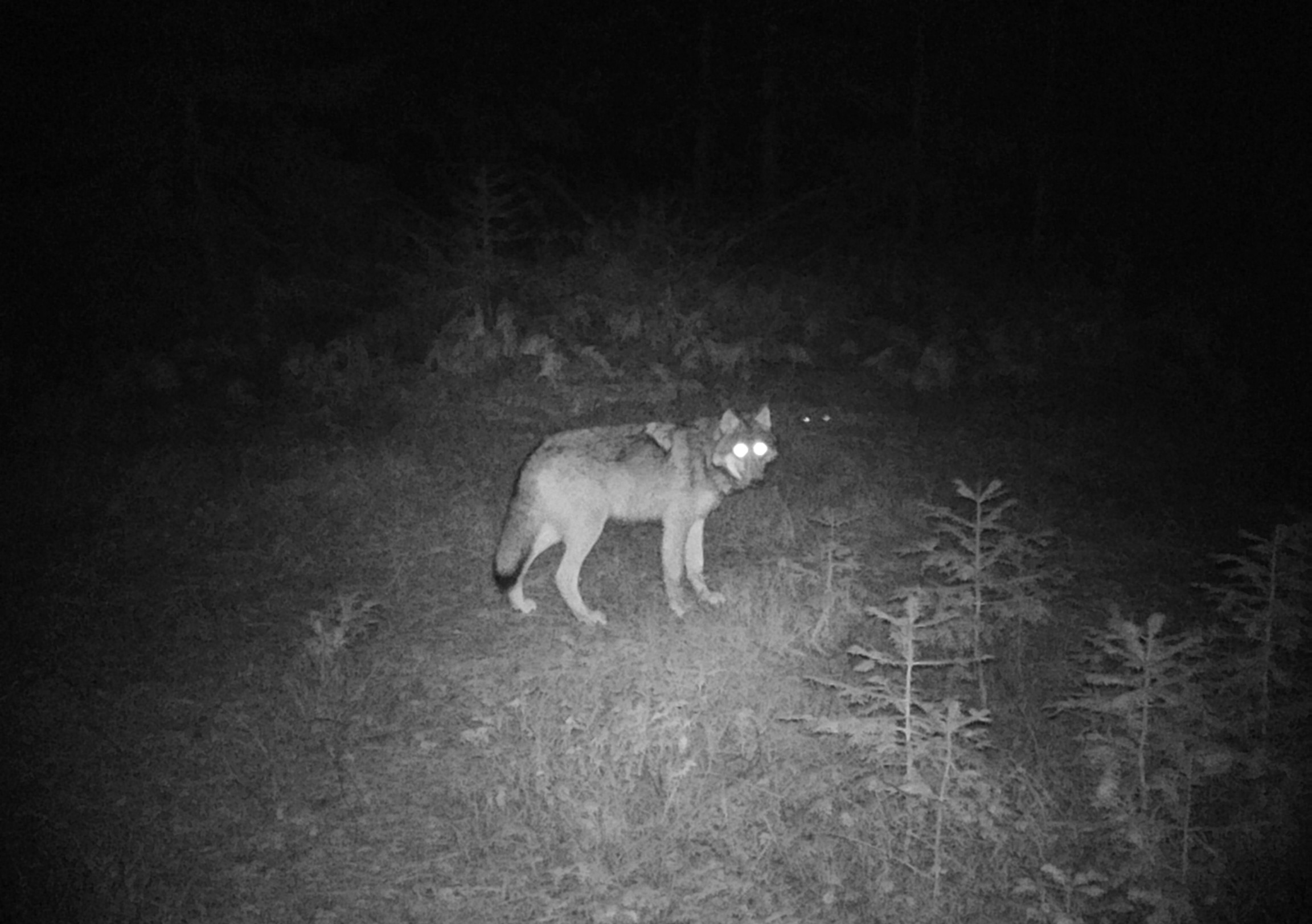 Adult wolf looks at trail camera at night