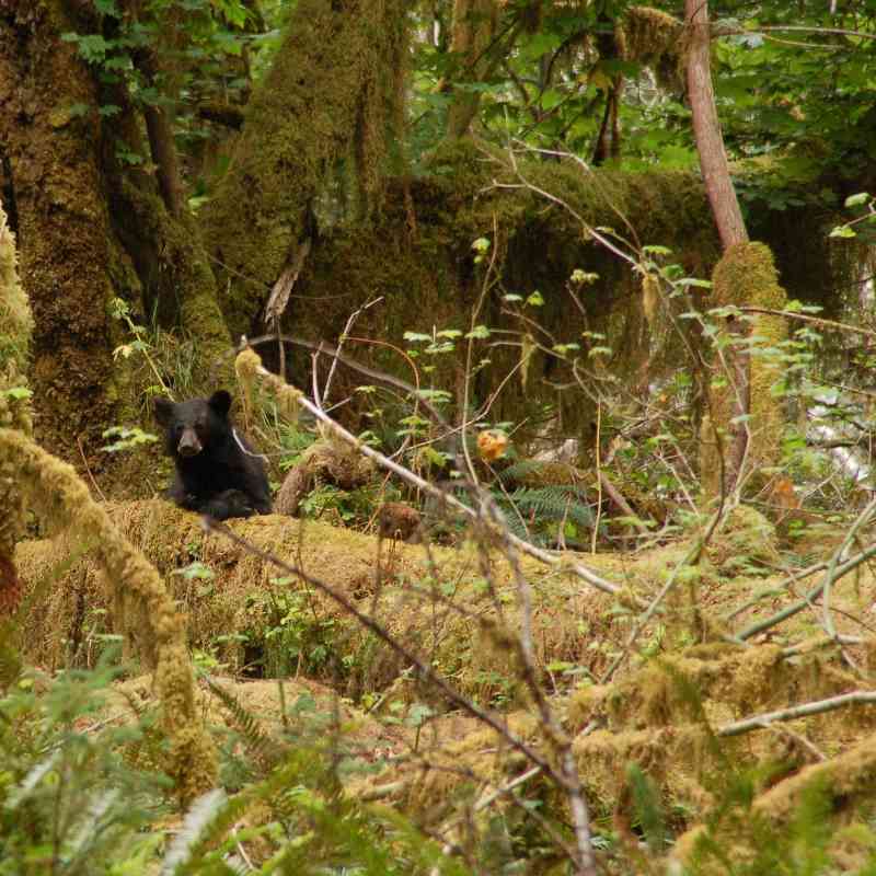 Black bear in moss covered forest 