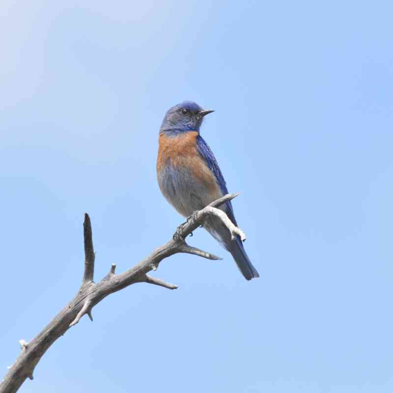 Western bluebird on tree branch