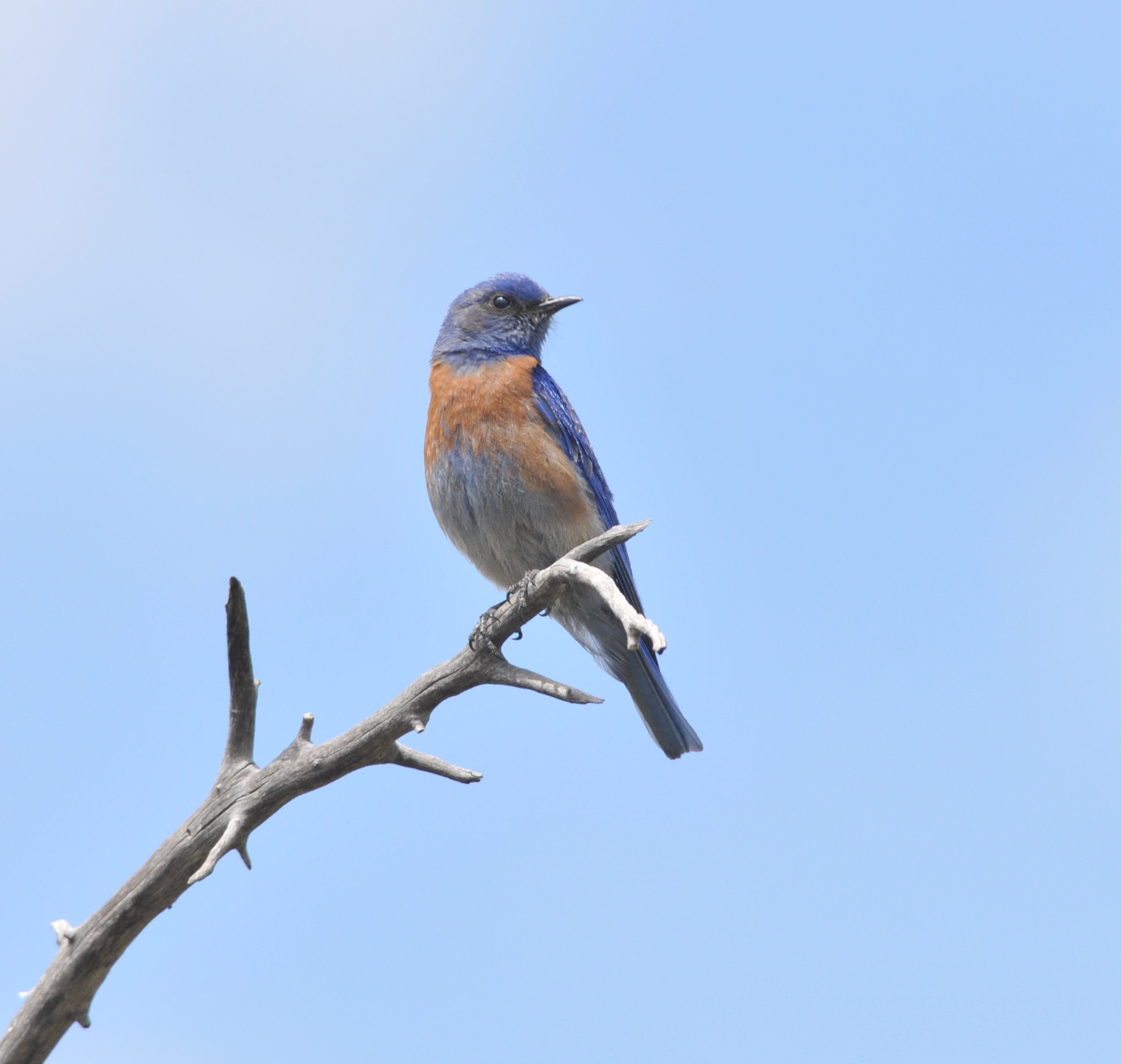 Western bluebird on tree branch