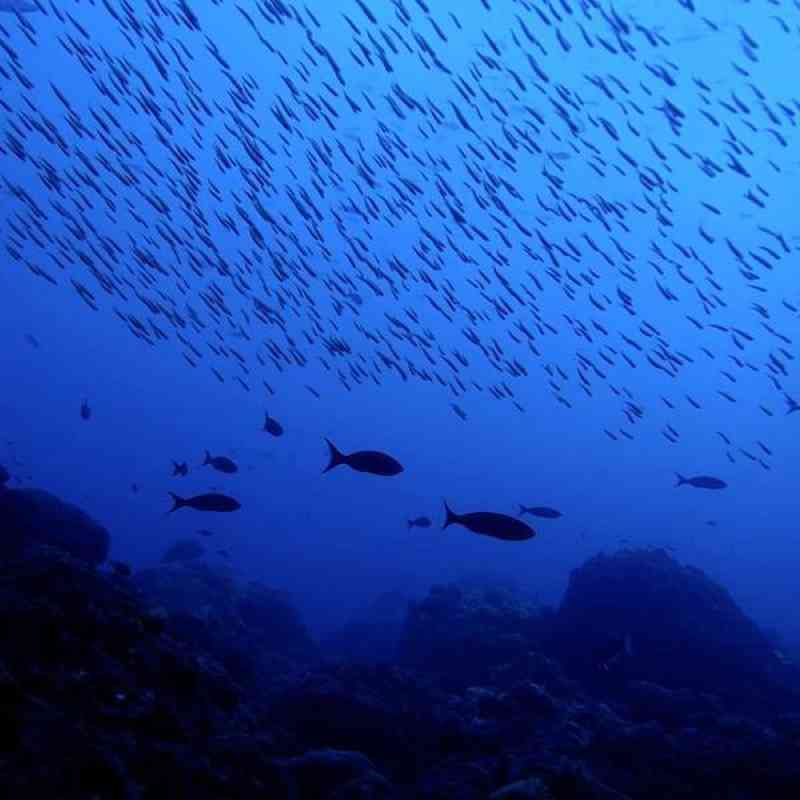 Schools of fish glide over a reef in the Flower Garden Banks National Marine Sanctuary.