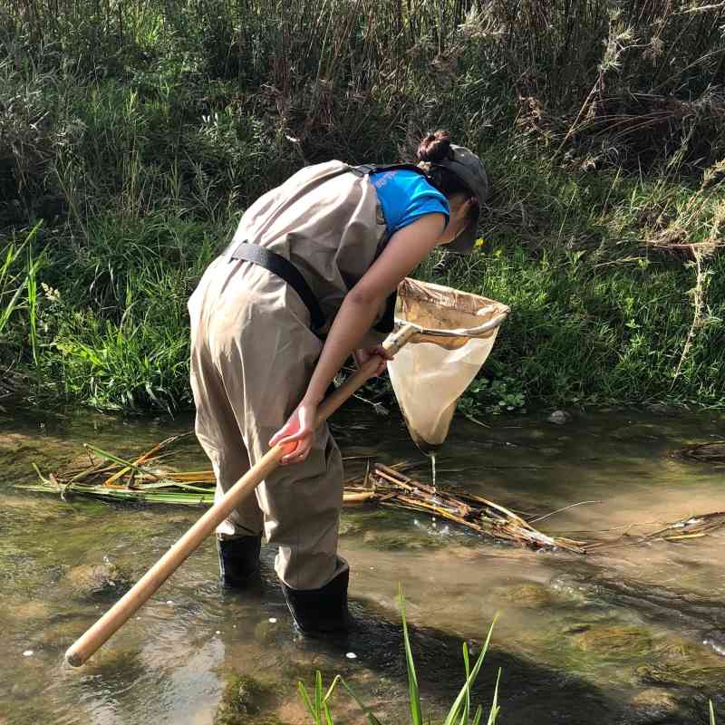 Naanibah using kick net to collect aquatic macroinvertebrate samples