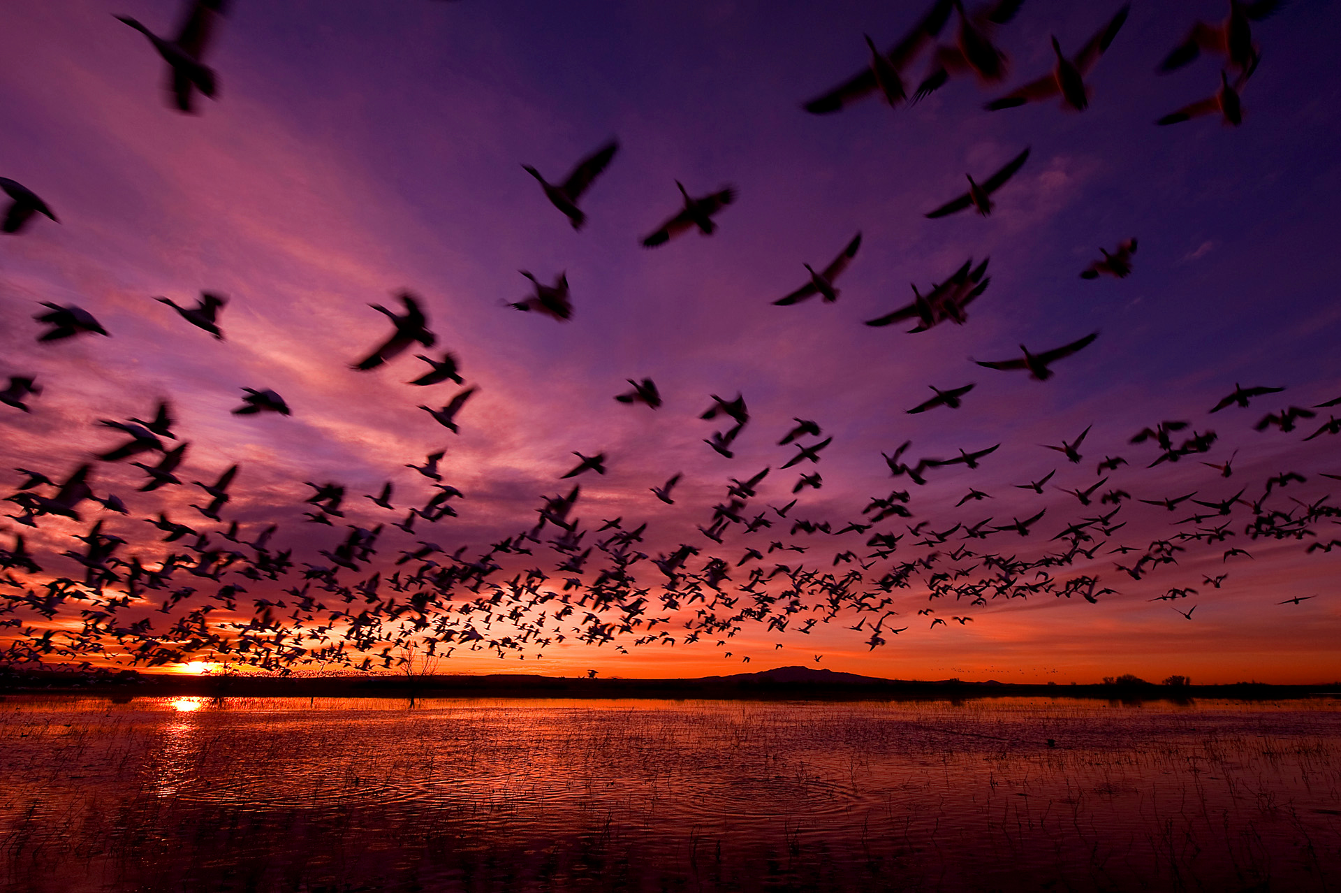 Sunrise Geese Flight