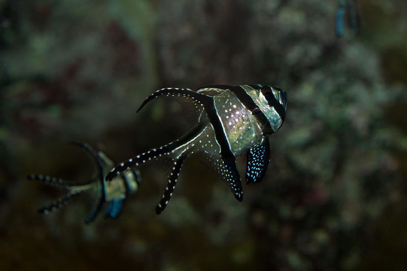 Banggai cardinalfish