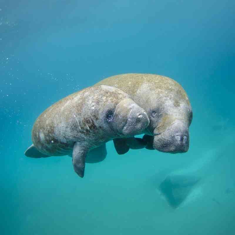Mother Manatee and Calf Swimming