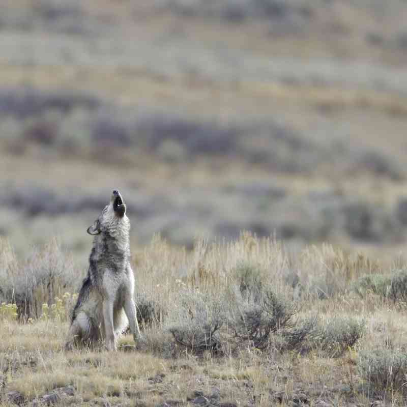 gray wolf howling in lamar valley