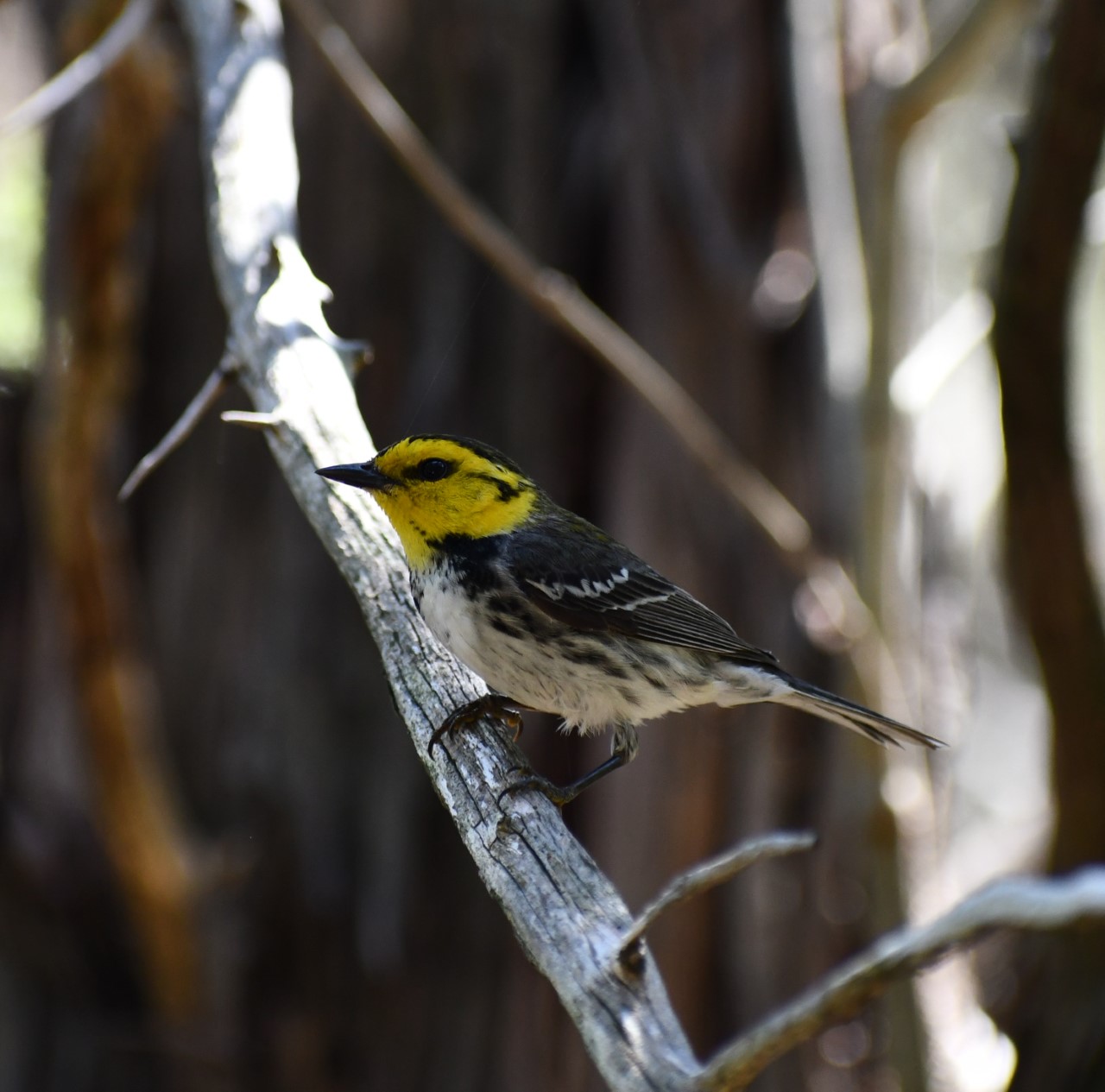 Golden-cheeked warbler