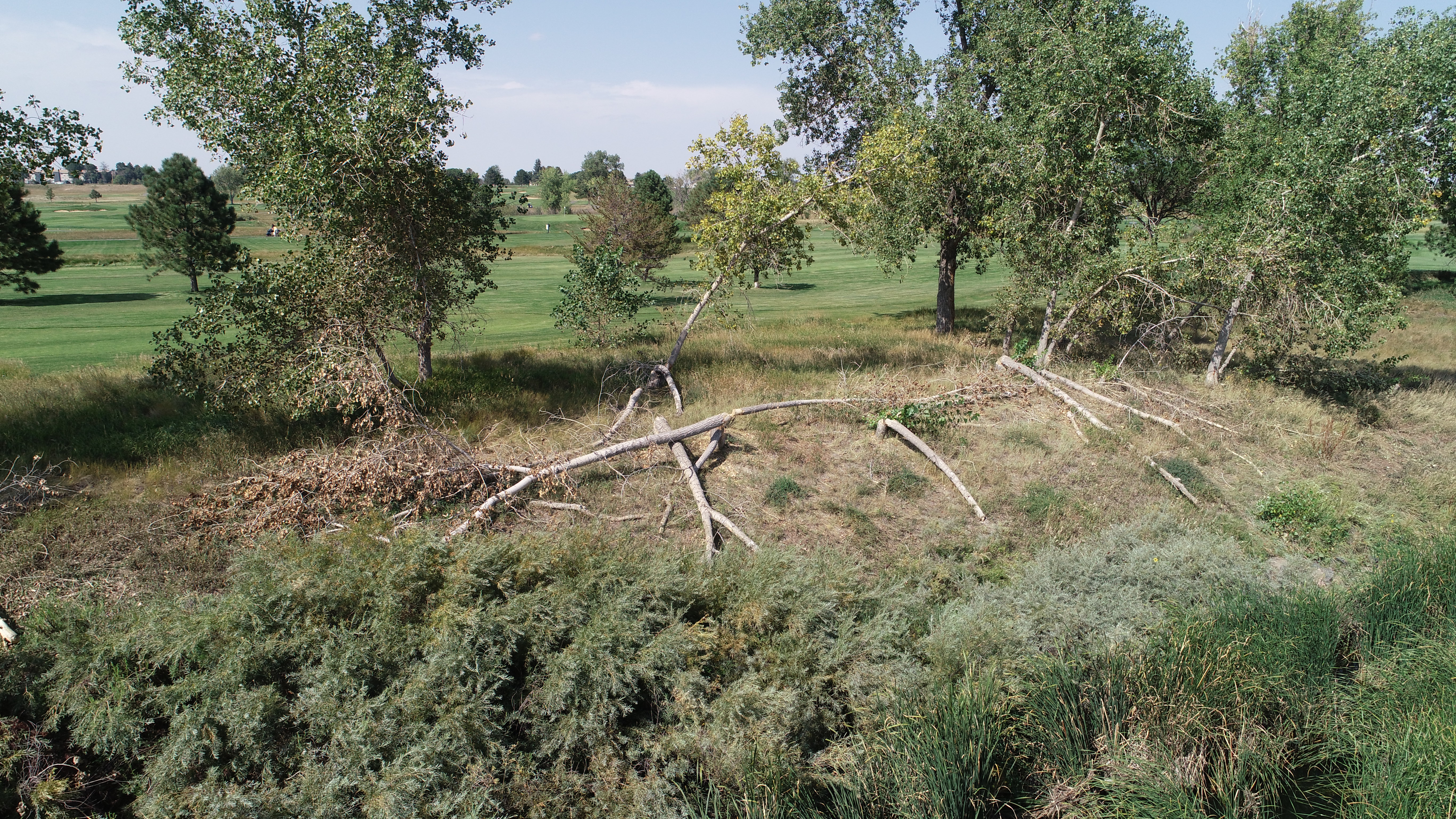 Beaver felling trees at a local golf course, a perfect example of where simple coexistence efforts like tree fencing can reduce beaver-human conflicts.