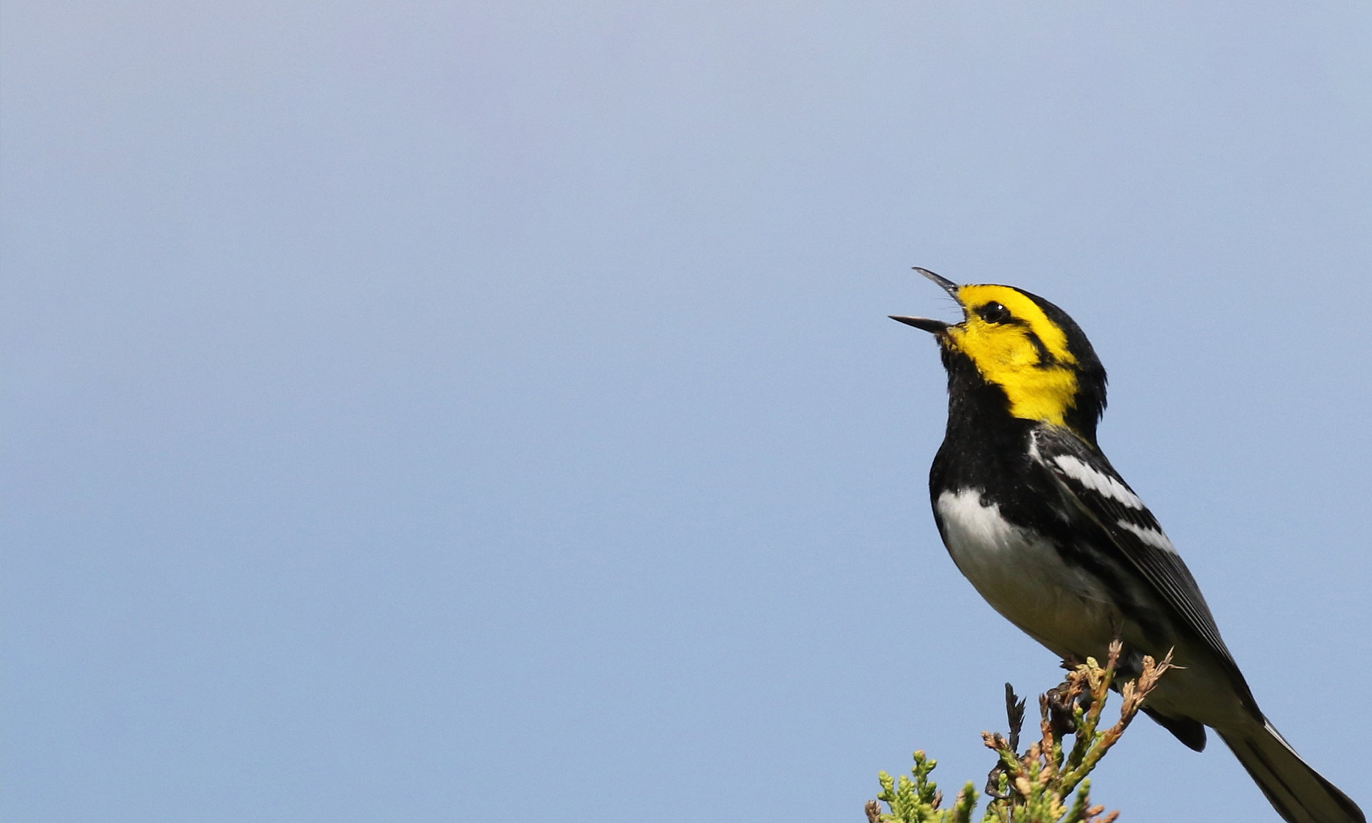 golden cheeked warbler