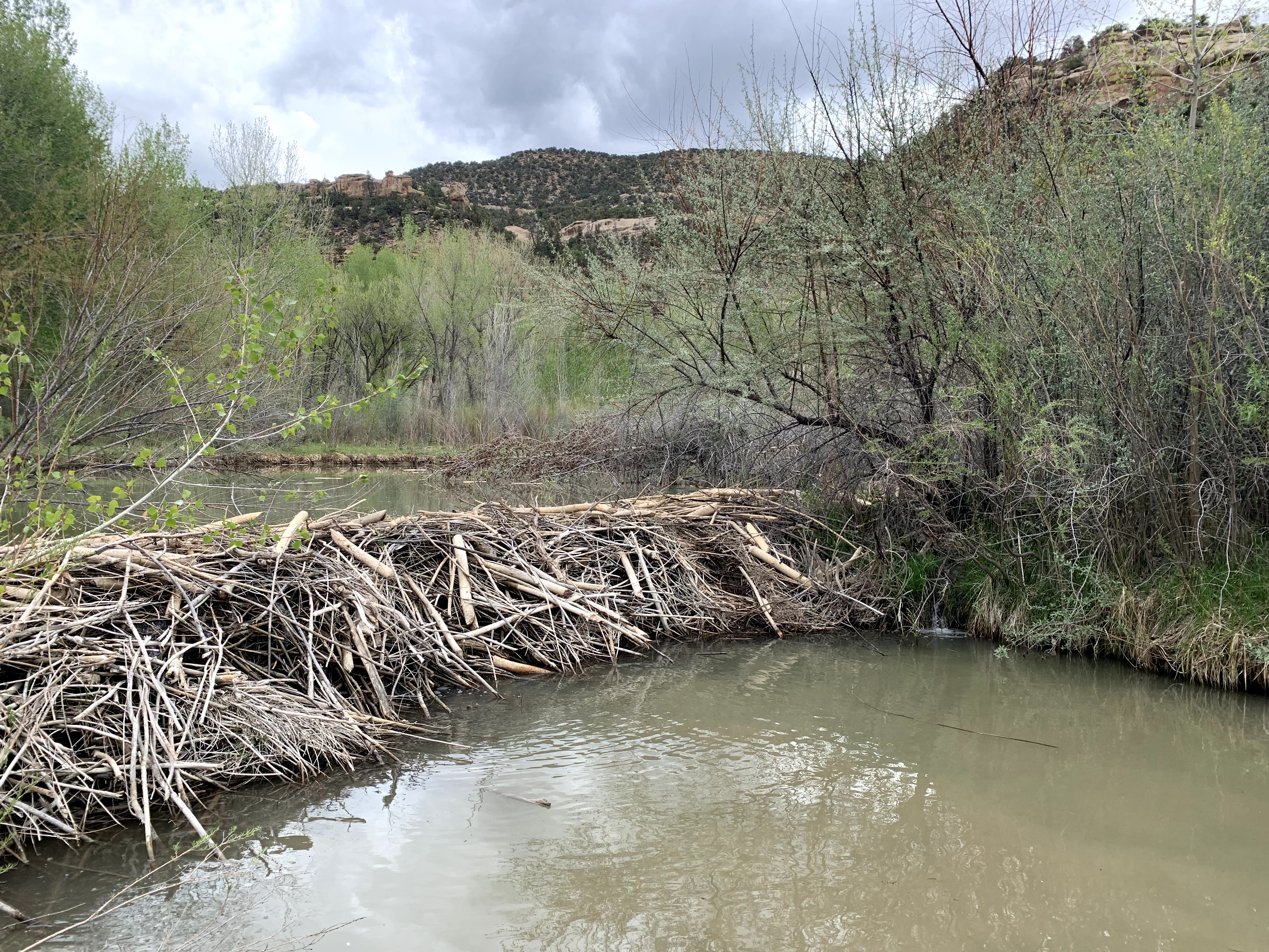 Beaver dam on the Ute Mountain Ute Reservation in the Tribal Park on the Mancos River, being protected to maintain the riparian system for drought resiliency and changes in water availability 