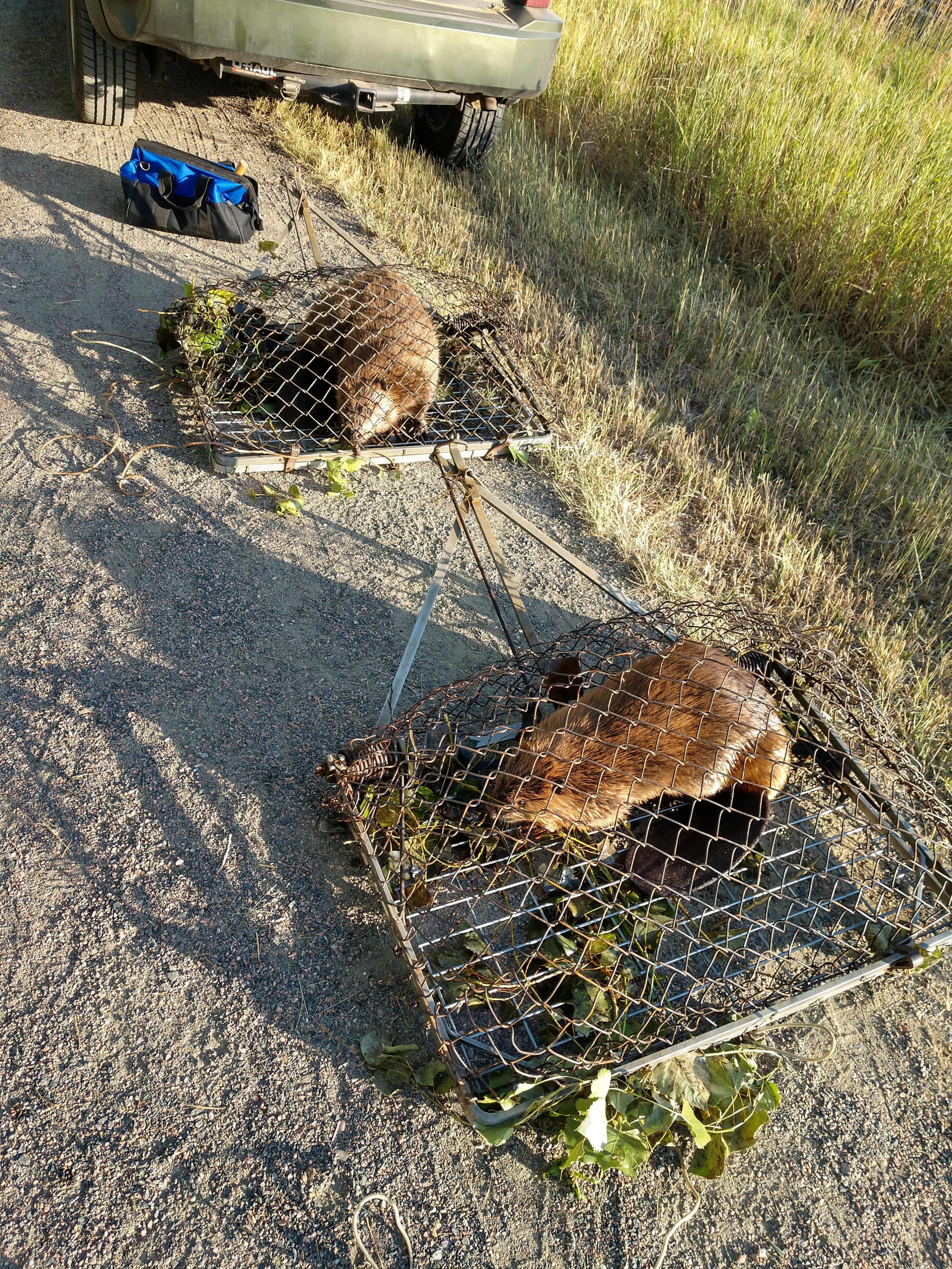 Beaver relocation