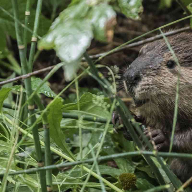 Beaver eat mostly leaves and herbaceous vegetation in the summer.