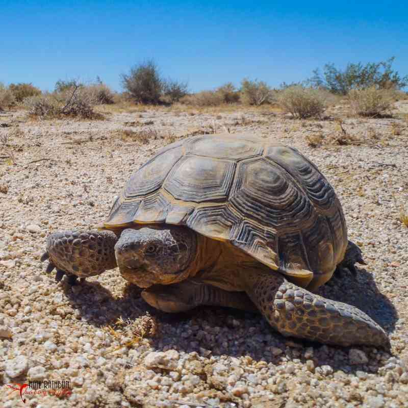 Mojave Desert Tortoise in California