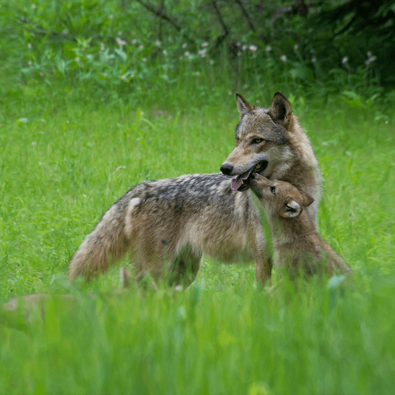 Wolf in Green Grass with Pup