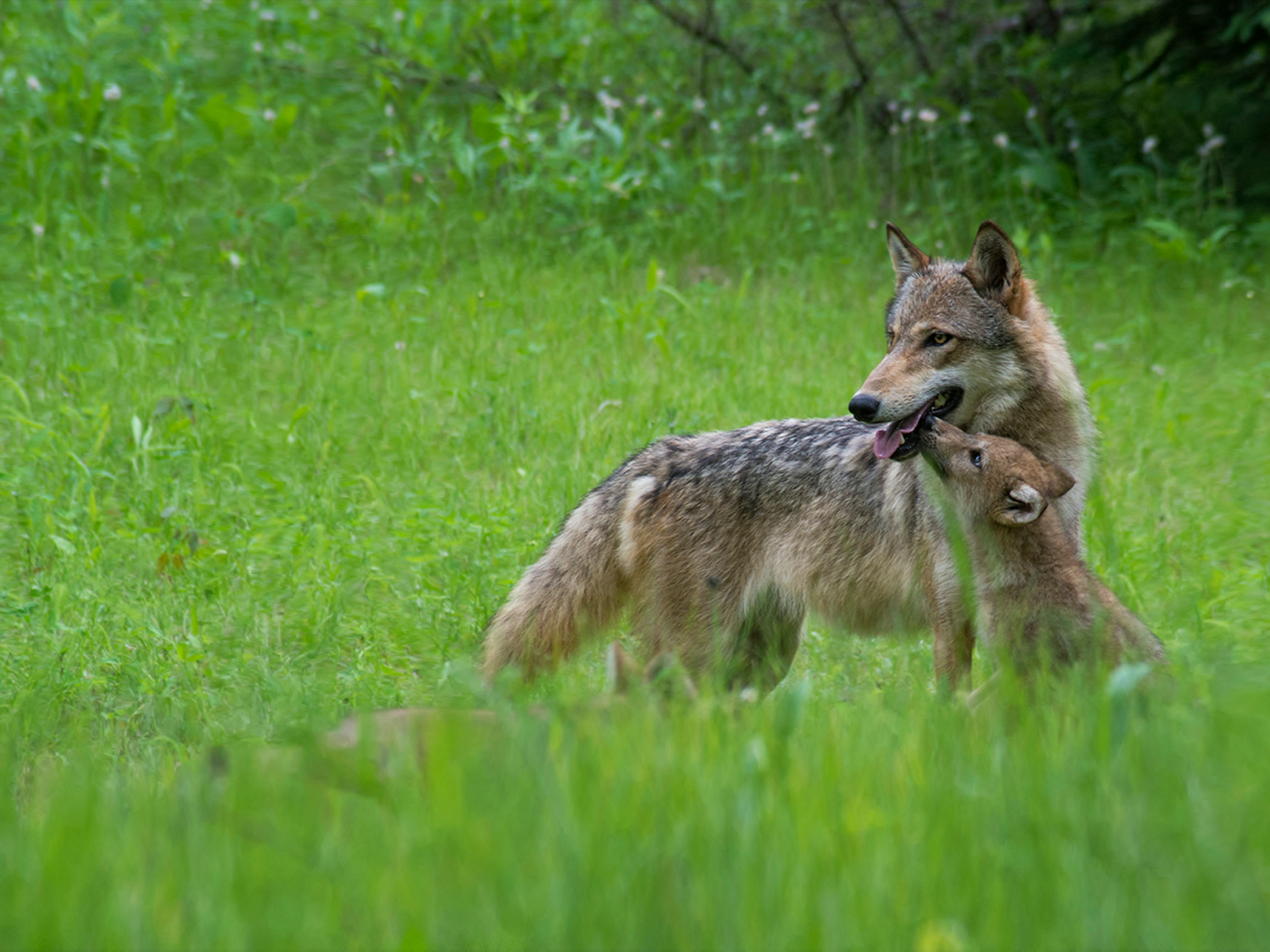 Wolf in Green Grass with Pup