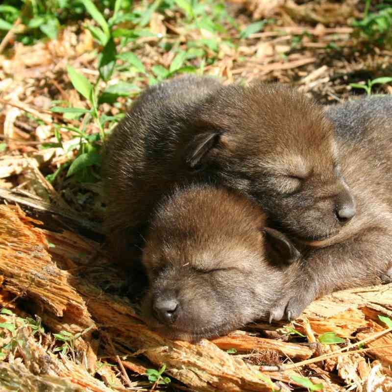 Red Wolf Foster Pup