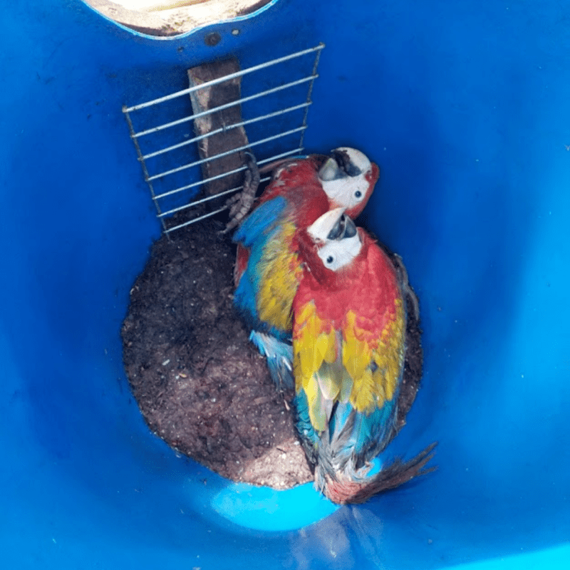 Scarlet Macaw nestlings