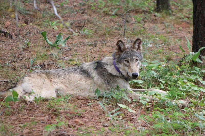 Photo Austin James Jr -Confederated Tribes of Warm Springs