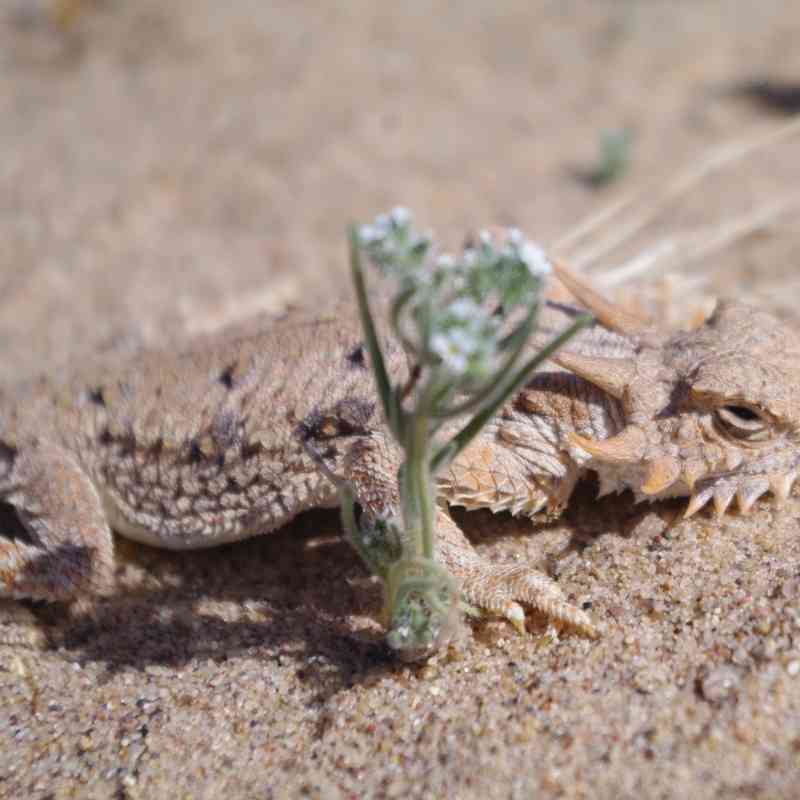 Flat Tailed Horned Lizard in California