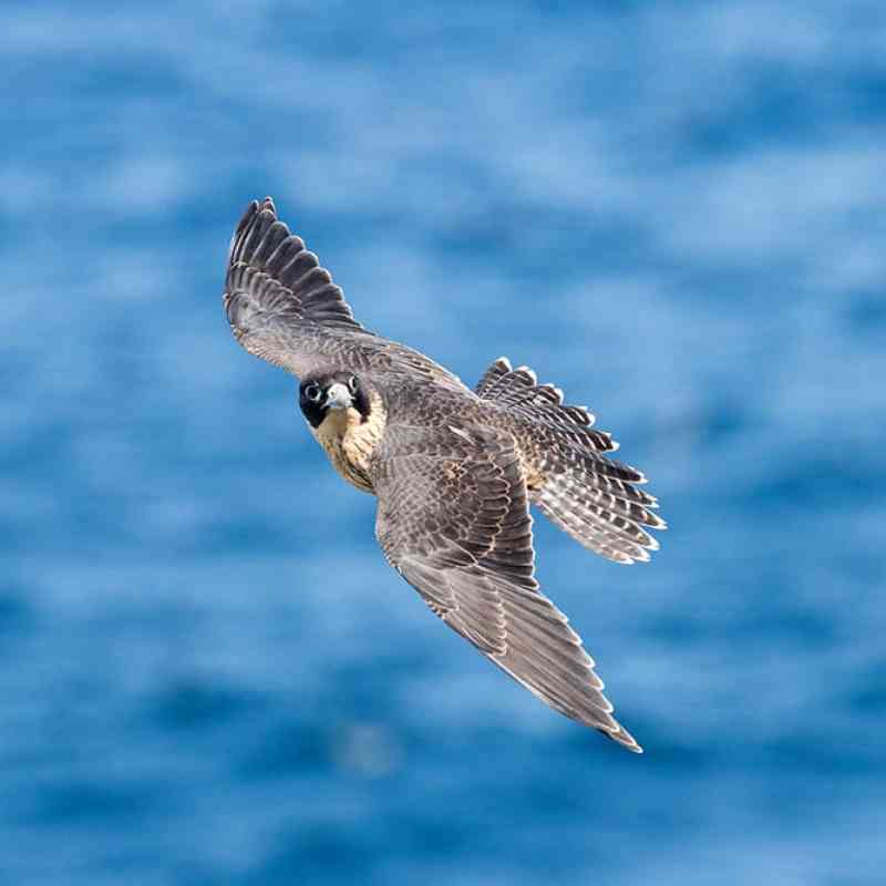 Peregrine Falcon Flying over Water