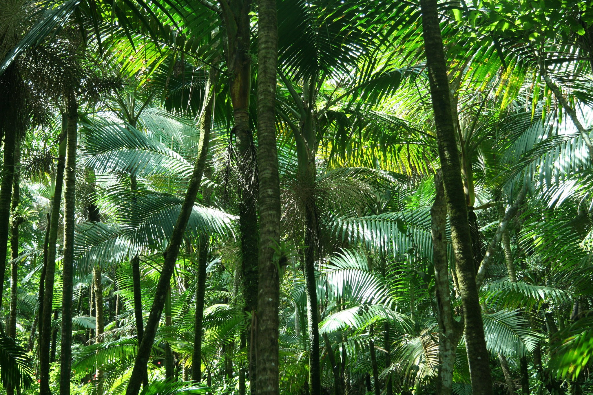 Canopy at El Yunque National Forest 