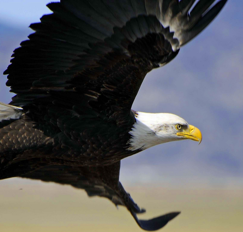 Bald Eagle