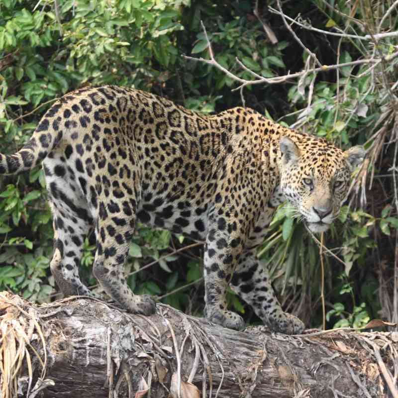 Jaguar on a log