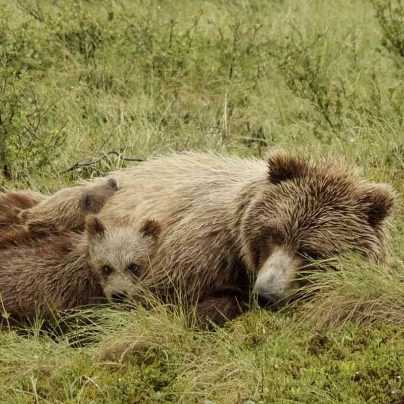 Sleeping brown bear family, Denali, Alaska