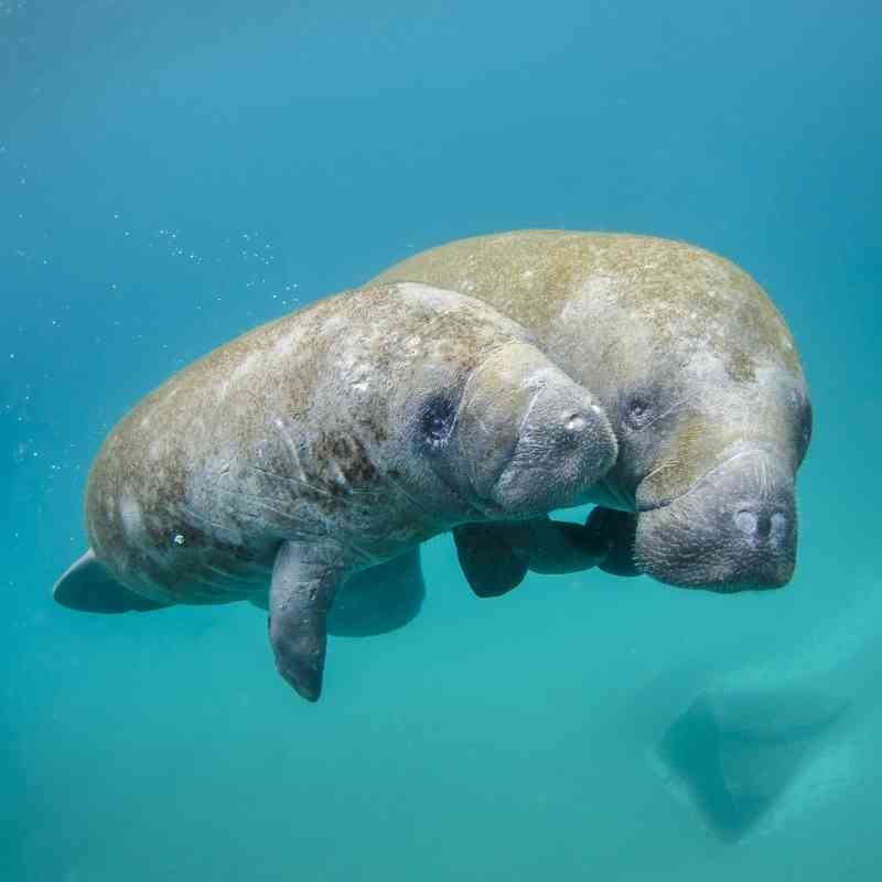 Mother manatee and calf swimming